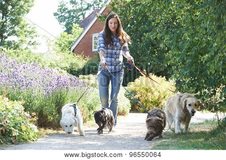 Professional Dog Walker Exercising Dogs In Park