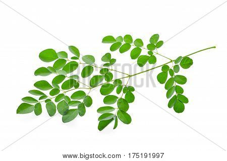 Moringa leaves isolate on the white background