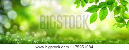 Green beech leaves on natural panoramic nature background with bokeh highlights