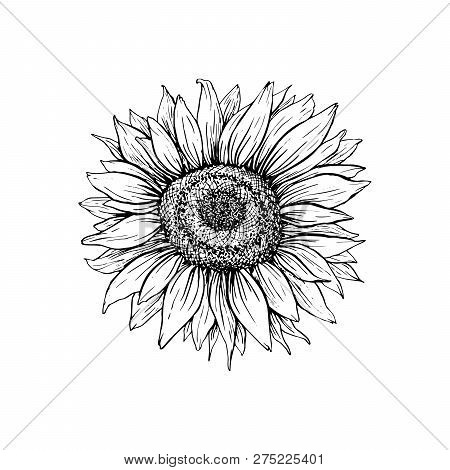 Sunflower Hand Drawn Vector Illustration. Floral Ink Pen Sketch. Black And White Clipart. Realistic 