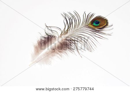 Detail Of Peacock Feather Eye On White Background. Beautiful Feather Of A Bird. Isolated.