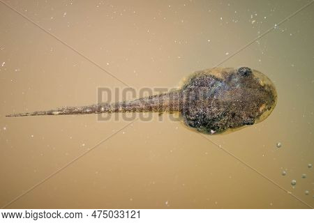 Top View Of The Tadpole Or Larval Form Of A Spring Peeper Frog In Stagnant Water. Raleigh, North Car