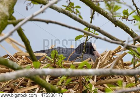 (fulica Atra) With Chicks Near The Nest On A Water