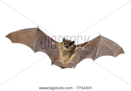 Bat