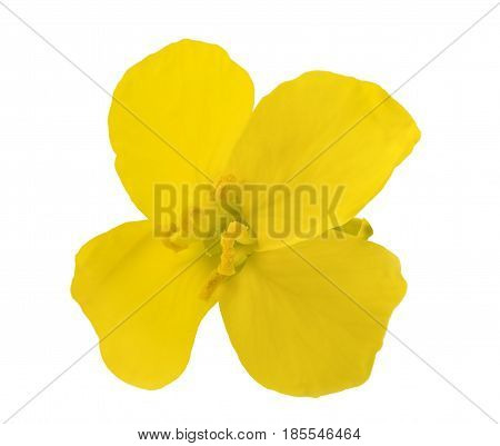 Colza Flower (brassica Napus )