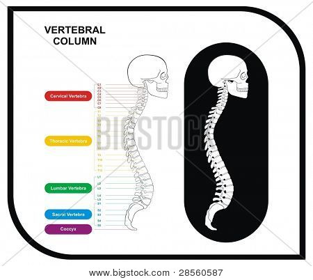 VEKTOR - gerincoszlop (gerinc) Diagram csigolya csoportokat (méhnyak, mellkasi, ágyéki, Sa