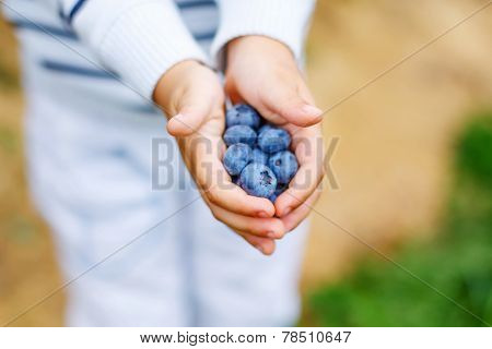 Little Boy Picking Blueberry On Organic Self Pick Farm