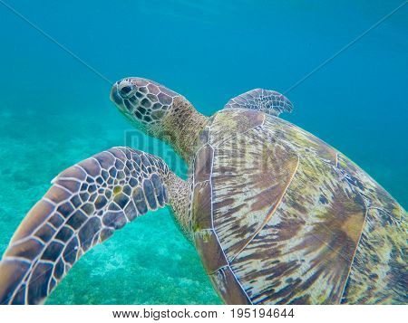 Green sea turtle closeup in shallow sea water. Sea turtle closeup. Snorkeling or diving with tortoise. Wild green turtle in tropical lagoon. Sea environment with animals and seaweeds. Marine tortoise