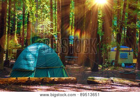 Tent Camping In Redwoods