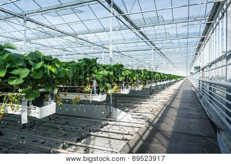 Hydroponic Strawberry Cultivation In A Large Glasshouse