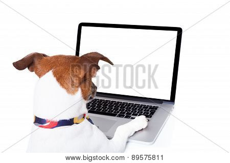 Dog Computer Pc