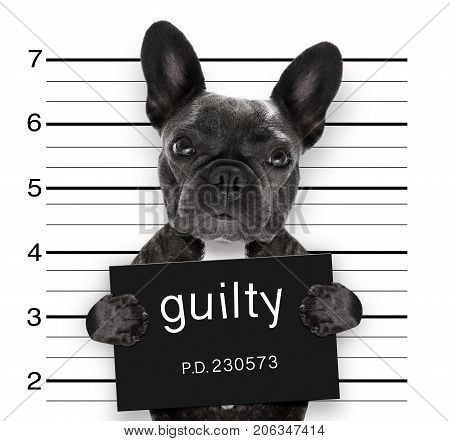 Mugshot Dog At Police Station