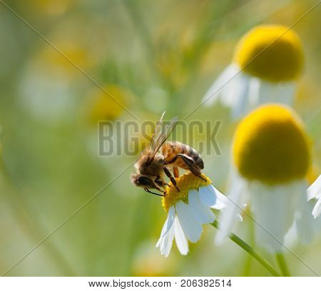 Honey Bee On Camomille Flower