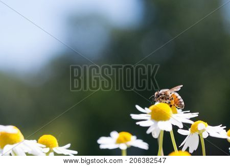 Honey Bee On Camomille Flower