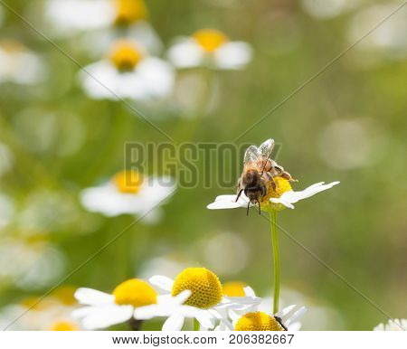 Honey Bee On Camomille Flower