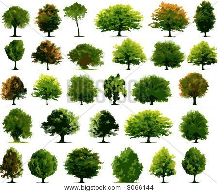 Vector Trees