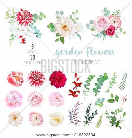 Striped, creamy and burgundy red dahlia, pink ranunculus, rose, peony flowers and decorative plants - eucalyptus, agonis, parvifolia big vector collection. All elements are isolated and editable.