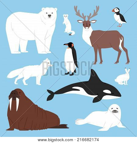 Arctic animals cartoon vector polar bear beluga penguin character collection with whale reindeer and seal in snowy winter antarctica set isolated illustration.