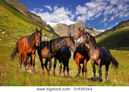 Picturesque mountain landscape with horses