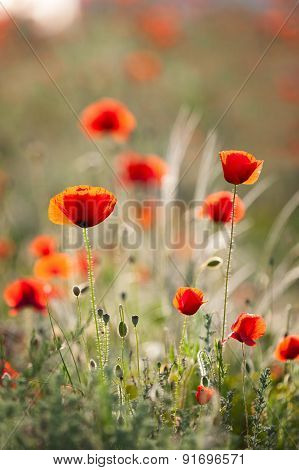 Red Poppies