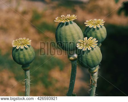 Opium Poppy Heads, Close-up. Papaver Somniferum, Commonly Known As The Opium Poppy Or Breadseed Popp