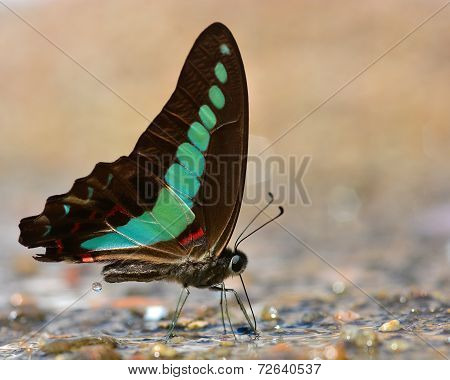 Blue Butterfly