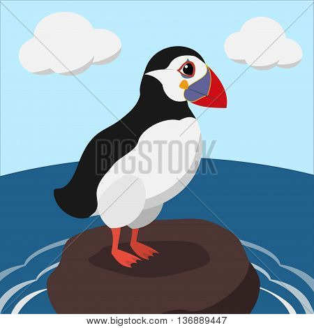 cartoon puffin color illustration. Stock bird vector.