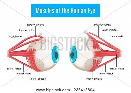 Eye Anatomy 3d Diagram Infographics Layout Showing Human Eyes Muscles In Side View With Labeling Vec