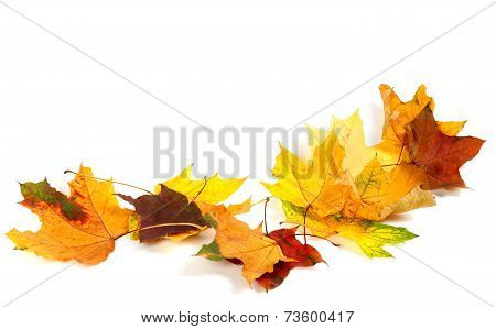 Autumn Dry Maple Leafs Isolated On White Background