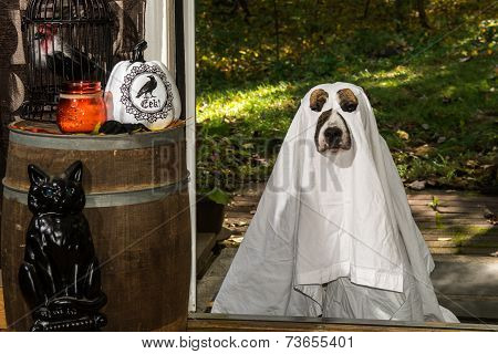 Dog Trick or Treating