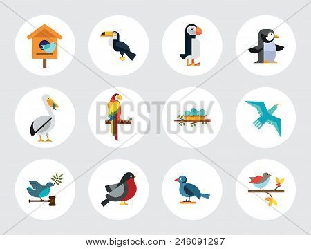 Birds Icon Set. Birdhouse Nest With Eggs Bullfinch Bird Sitting On Branch Blue Bird Dove With Olive 