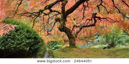 Vecchio albero di acero giapponese In caduta Panorama