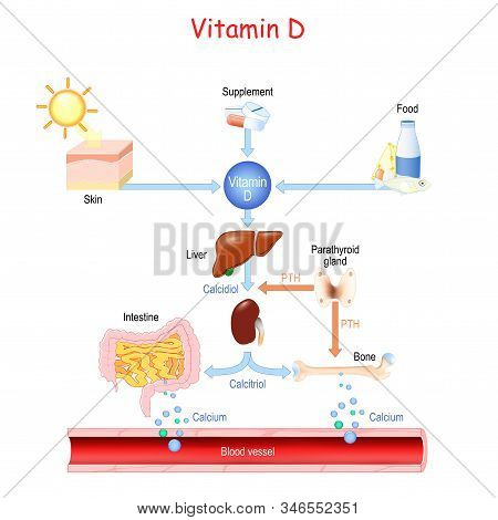 Vitamin D. Sources, Metabolism And Organs That Regulate The Level Of Calcium In The Blood (bone, Kid