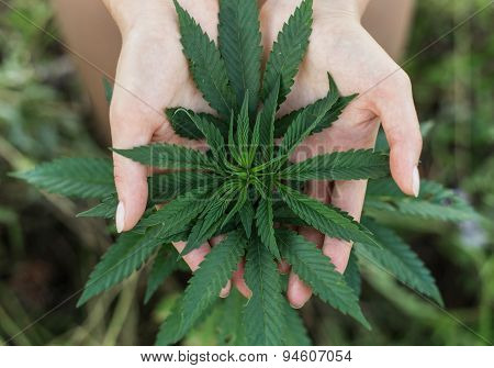 medicine marijuana