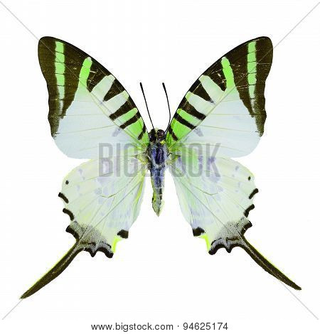 Fancy Butterfly Isolated On White