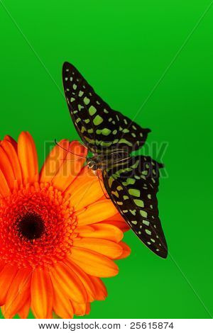  Graphium on orange gerber close up