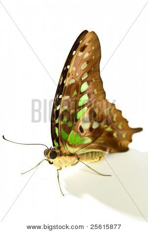 Graphium isolated on white background