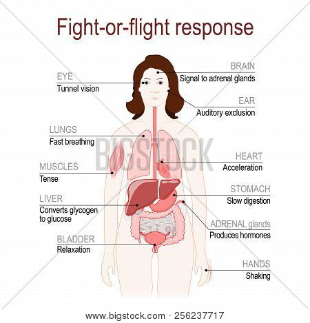 Fight-or-flight Response Is A Physiological Reaction That Occurs In Response To Threat To Life. Stre