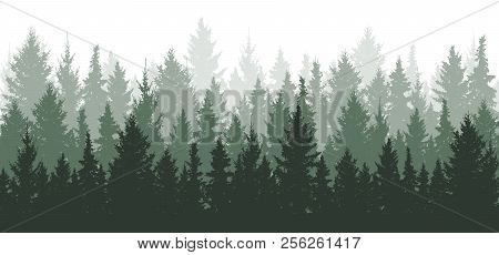 Forest Background, Nature, Landscape. Evergreen Coniferous Trees. Pine, Spruce, Christmas Tree. Silh