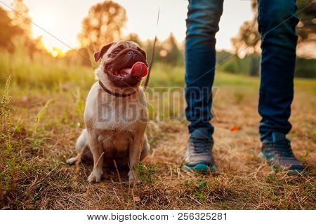 Master Walking Pug Dog In Autumn Forest. Happy Puppy Sitting On Grass By Man's Legs. Dog Resting