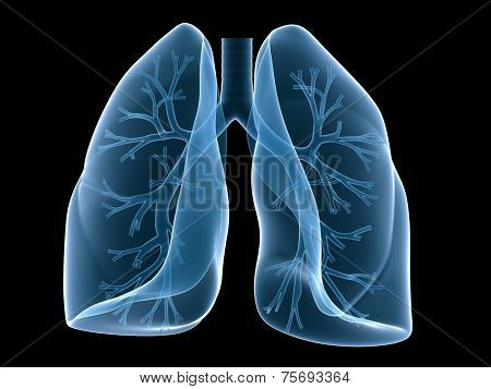 lung and bronchi