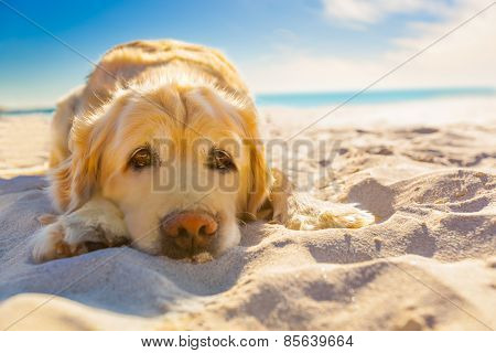 Dog Relaxing