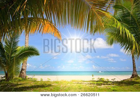 Soleil en bleue ciel et palm passerelle des arbres à la plage de sable blanc