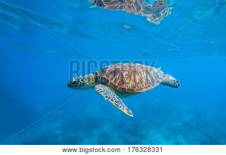 Sea turtle in water. Underwater photo with tortoise. Exotic island seashore environment in tropical lagoon. Wild turtle swimming underwater in blue tropical sea. Sea turtle in wild nature. Sea life.