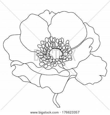 Graphical black flower illustration. black flower, contour flower, bloom flower, decorative flower, isolate flower, blossom flower, monochrome flower. Vector.