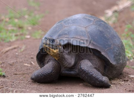 Giant Turtle, Galapagos Islands, Ecuador