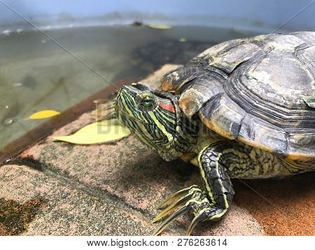 Turtle, Freshwater Turtle, Beautiful Turtle, Turtle Farm