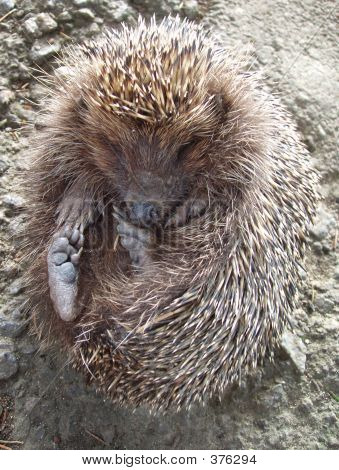 Hedgehog