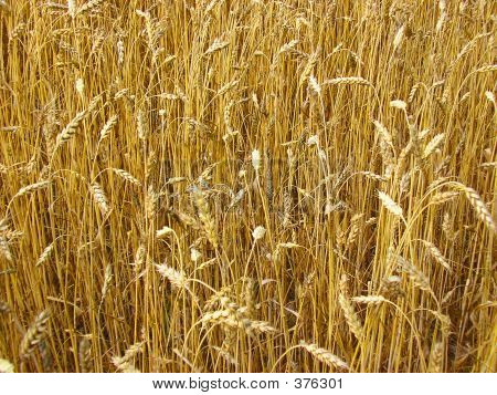 A Field Of Wheat