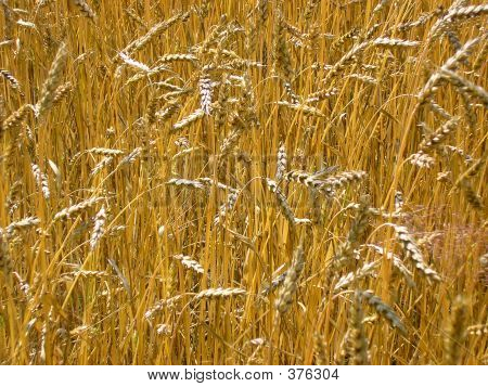 A Field Of Wheat